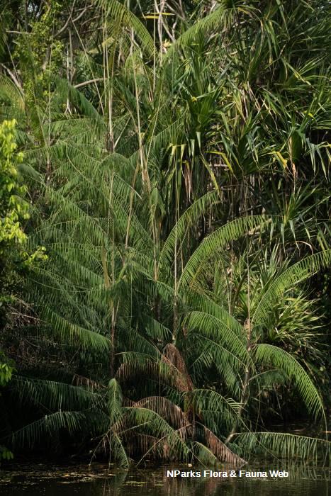 Calamus erinaceus