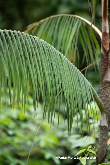 Calamus erinaceus
