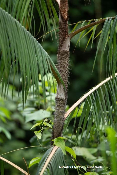Calamus erinaceus