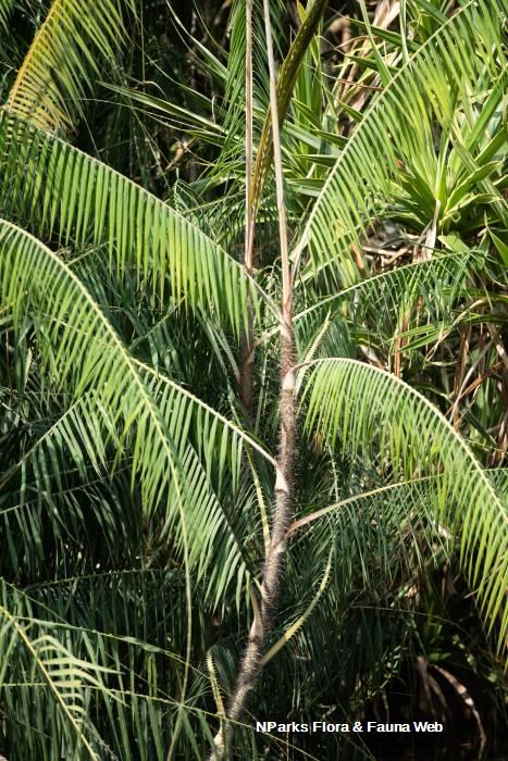 Calamus erinaceus