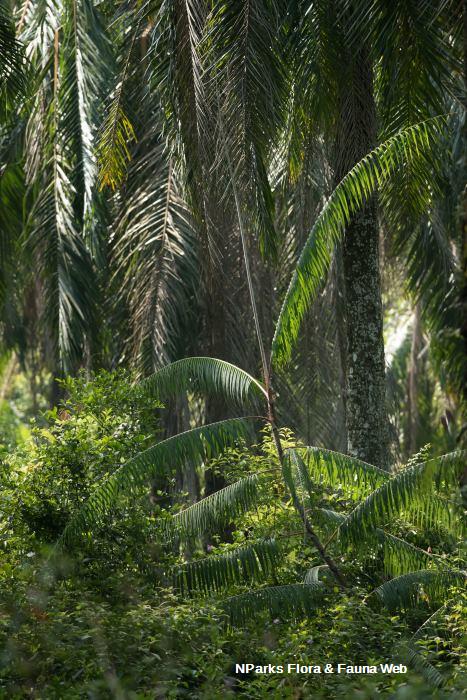 Calamus erinaceus