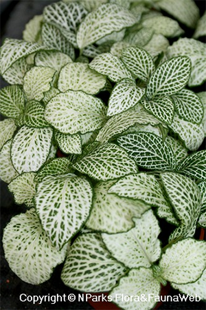 Fittonia albivenis 1