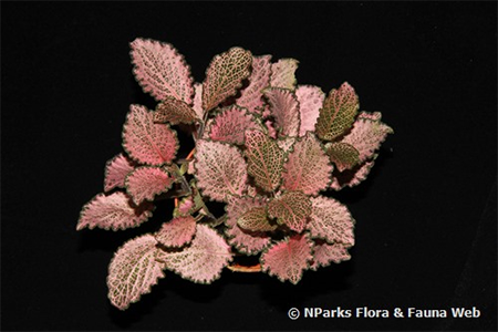 Fittonia albivenis