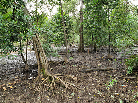 Mangrove Ecosystem - Admiralty Park