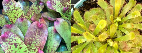 “Hort” Plants for the Year