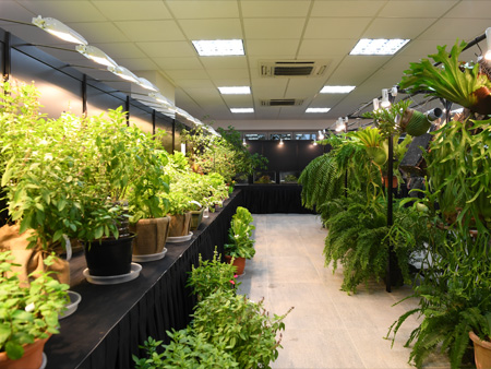 The variety of edible and ferns