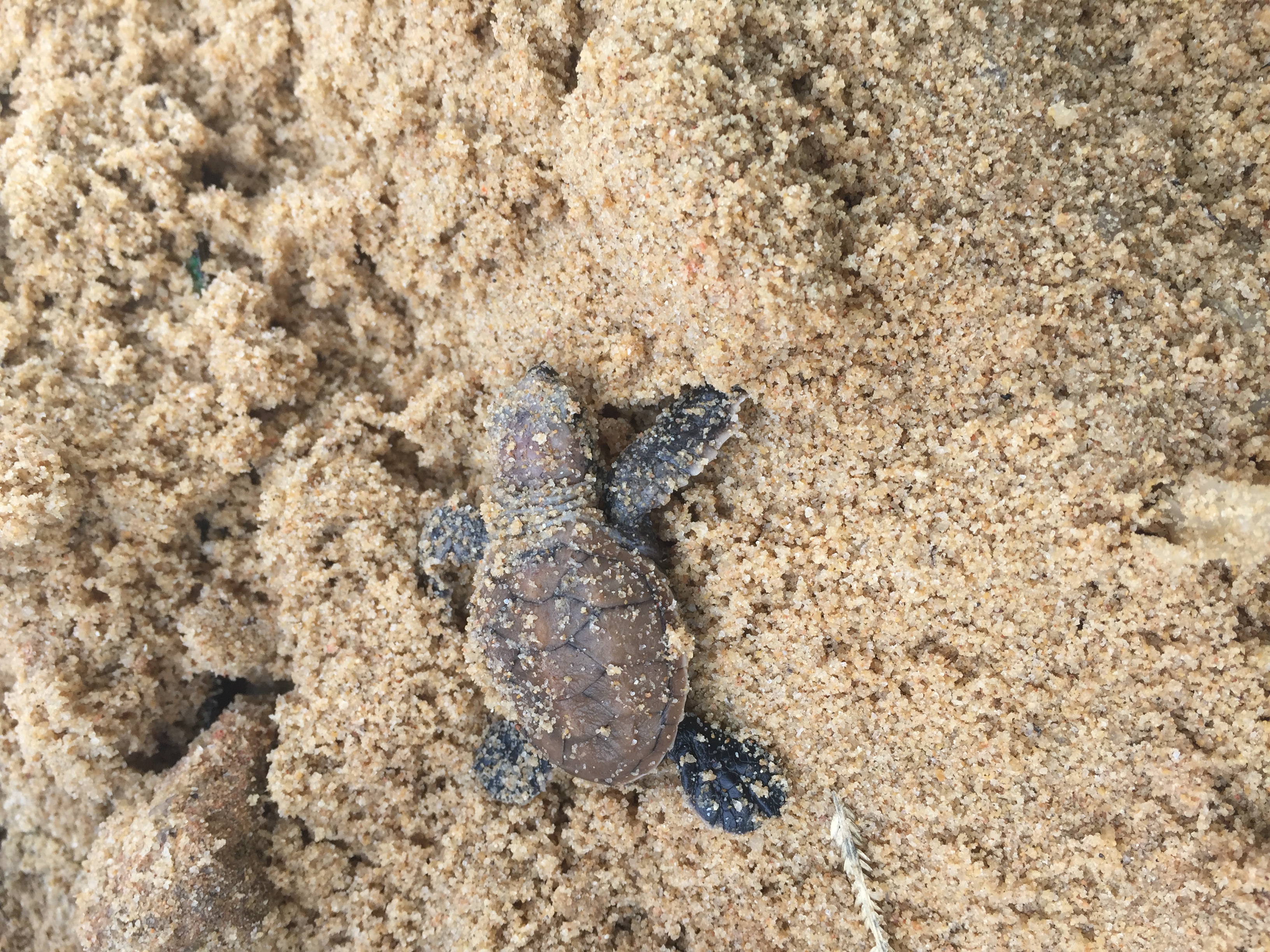 Public Talk: Turtle Tails- Biology and Conservation of Sea Turtles in