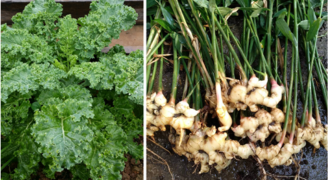 ediblegardenplanning_maygdo