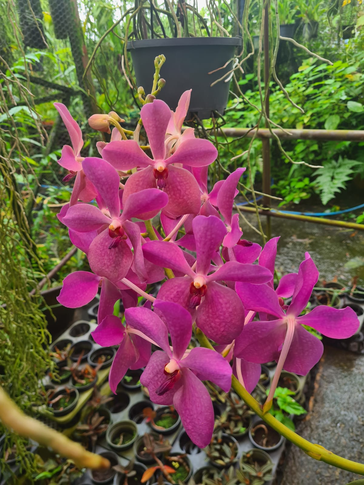 GDO Orchid Wkshop Oct22