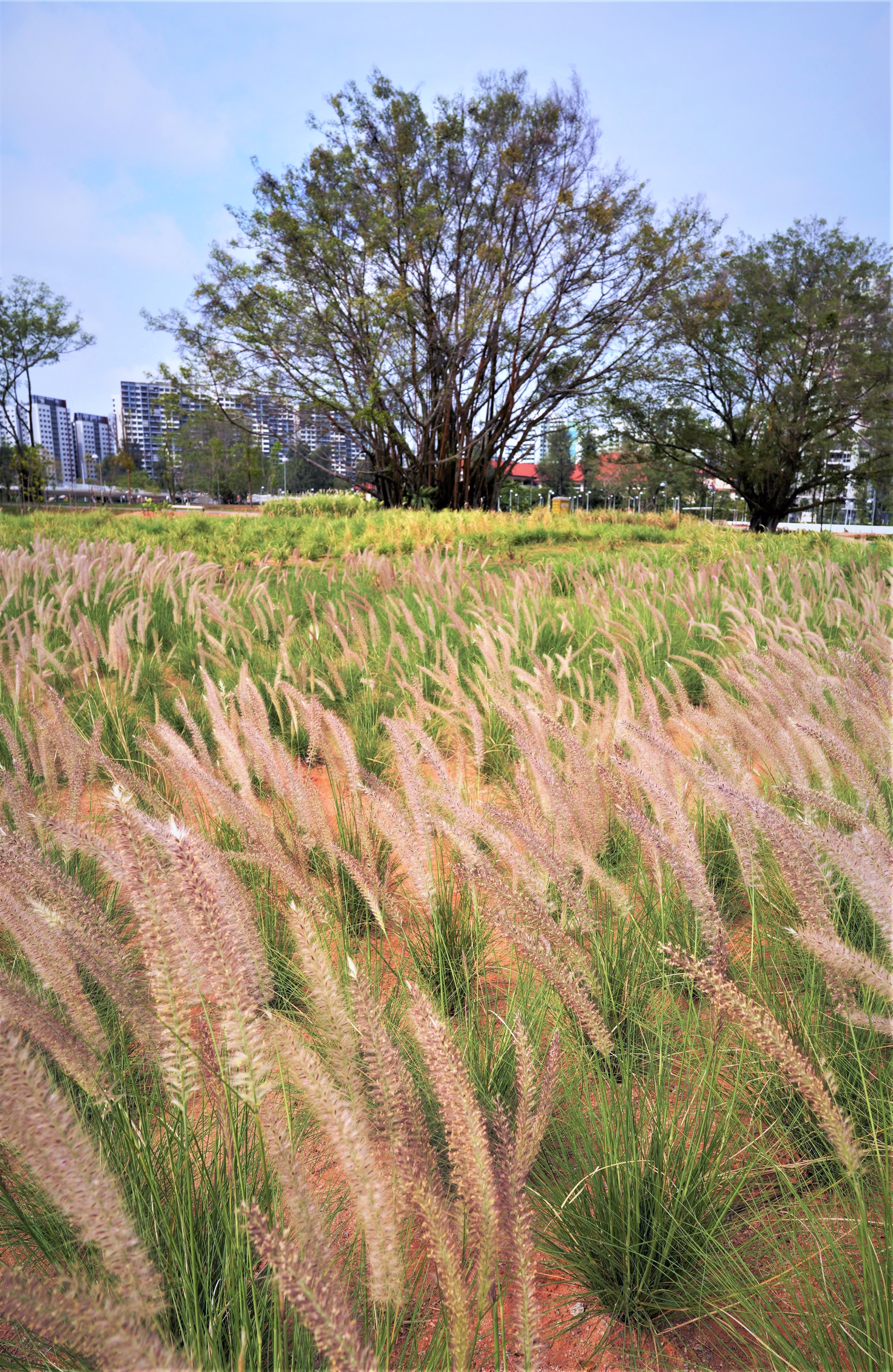 Grasslands1