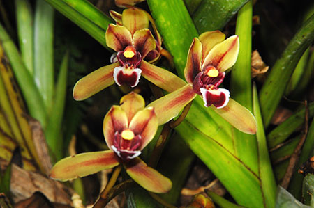 Tips For Growing Orchids In Apartments