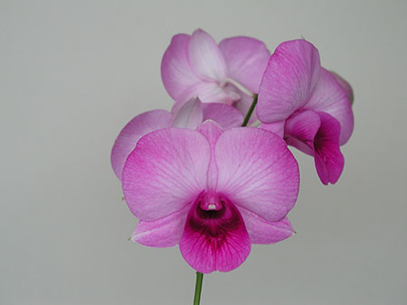 Tips for Growing Orchids in Apartments