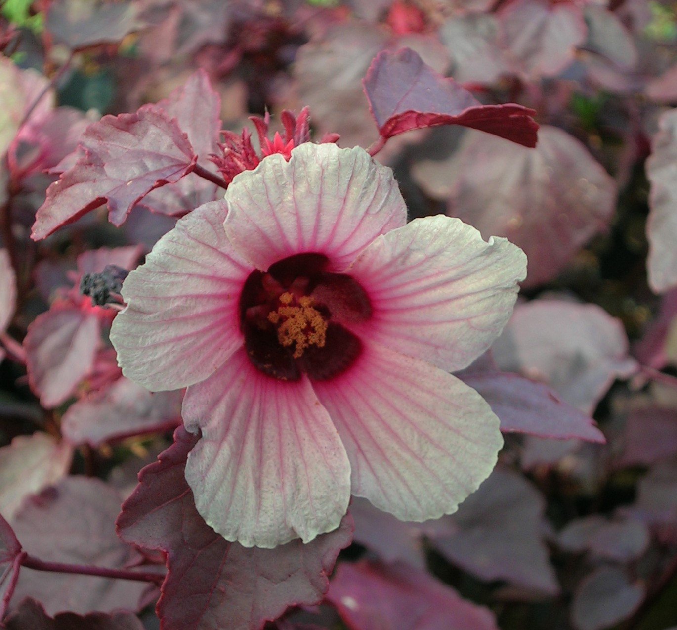 Cranberry Hibiscus