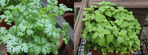 Growing Herbs in Your High-rise Home