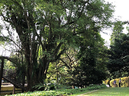 Discovering Trees Around Raffles Building 