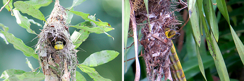 How to tell the difference between the Sunbirds found in Singapore