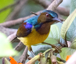 How to tell the difference between the Sunbirds found in Singapore