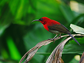 How to tell the difference between the Sunbirds found in Singapore