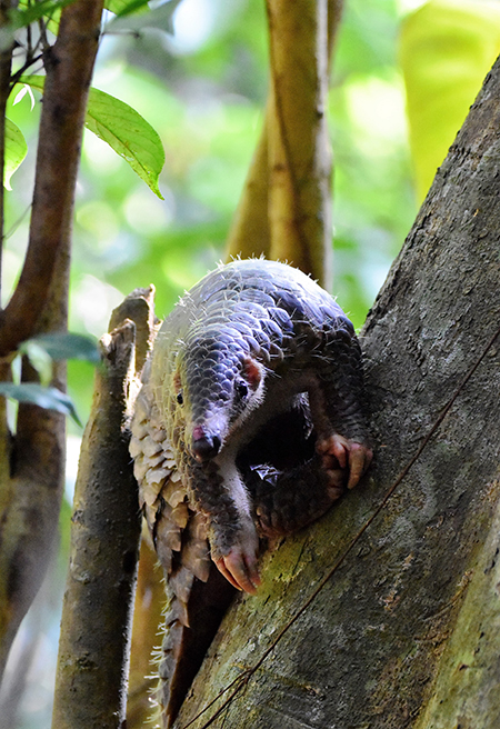 The Most Trafficked Animal in the World