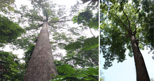 Conserving Tropical Forest Giants - 1