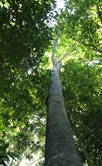 Conserving Tropical Forest Giants - 2