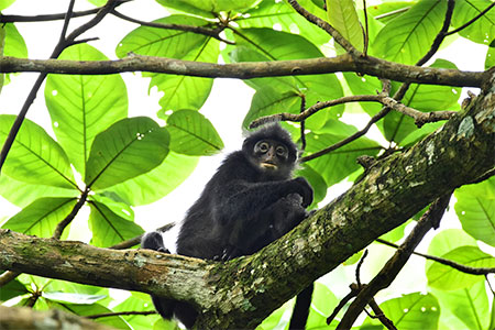Raffles Banded Langur 1