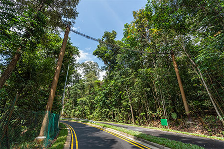 Raffles Banded Langur 2