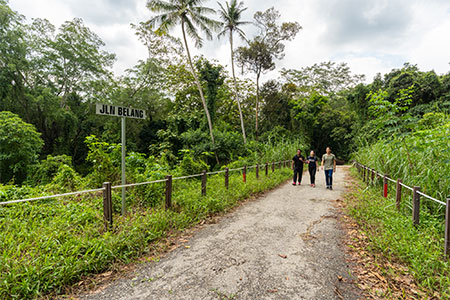 Raffles Banded Langur 3