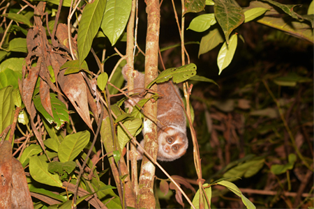 Sunda Slow Loris