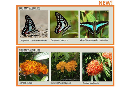 Flora and fauna 3