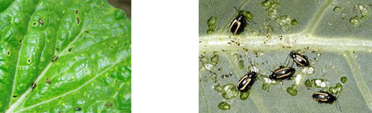 Flea Beetles
