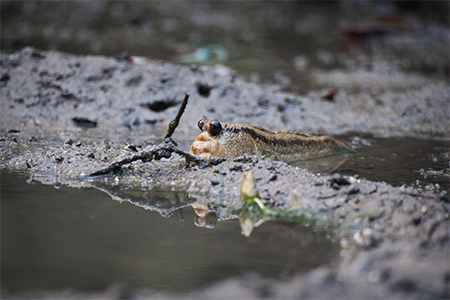 Giant mudskipper