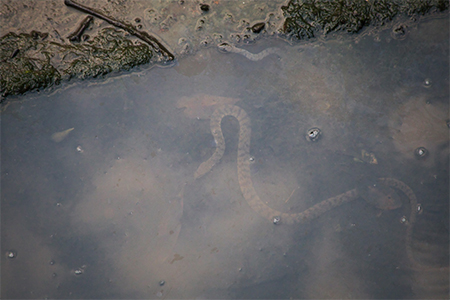 dog-faced water snake