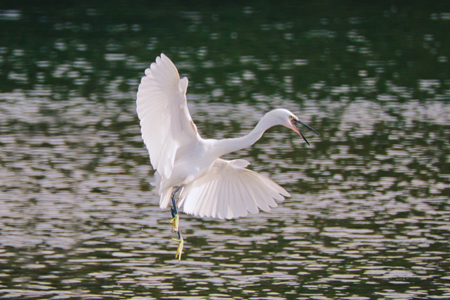 Egret