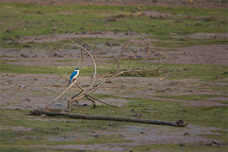 Collared Kingfisher