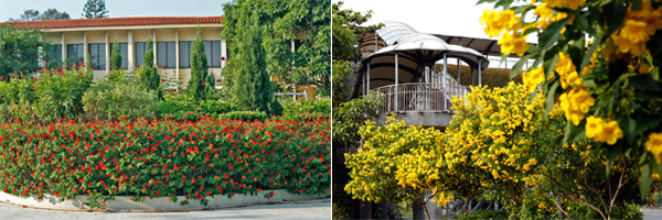 Recognising Ten Streetside Flowers 1
