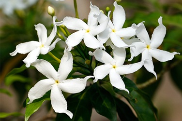 Recognising Ten Streetside Flowers 10