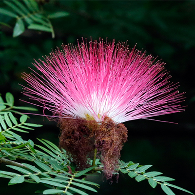 Recognising Ten Streetside Flowers 11