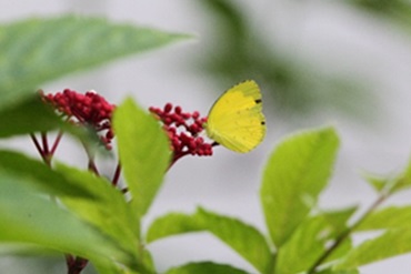 Recognising Ten Streetside Flowers 4