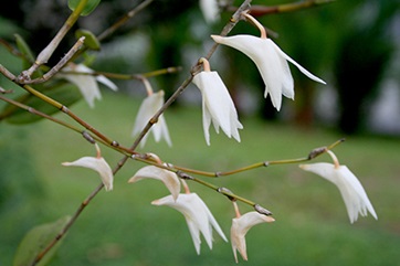 Recognising Ten Streetside Flowers 5