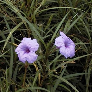 Recognising Ten Streetside Flowers 7