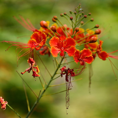 Recognising Ten Streetside Flowers 8