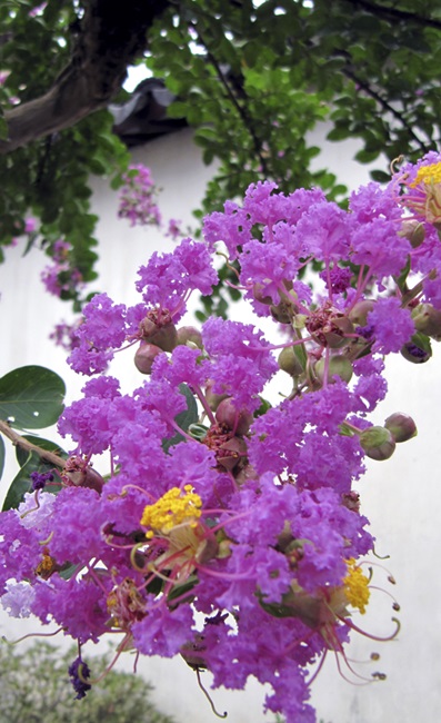 Recognising Ten Streetside Flowers 9
