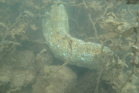 Marine creature 2