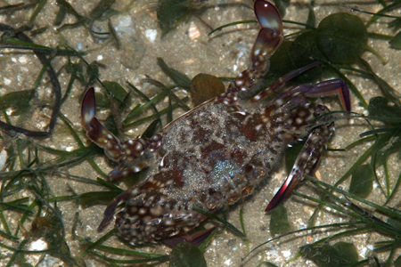 Marine creature 5
