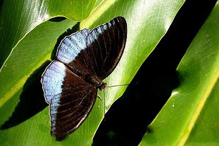 Sexual dimorphism in Butterflies 3