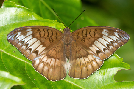 Sexual dimorphism in Butterflies 4