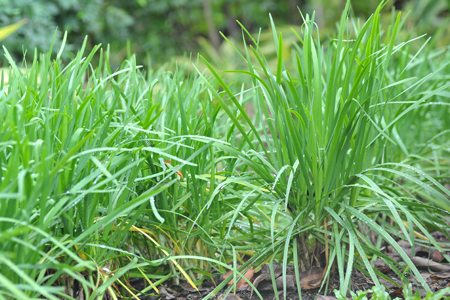 Allium-tuberosum
