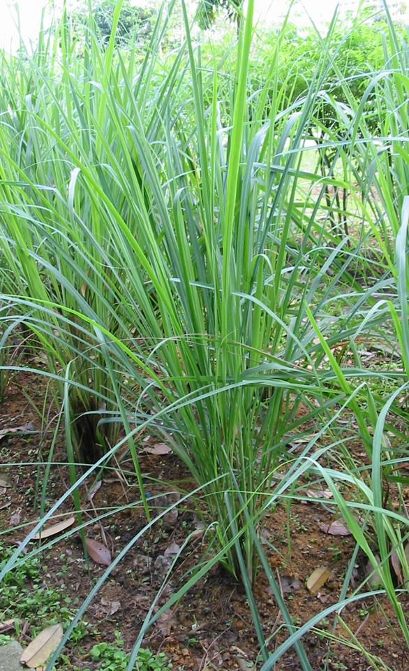 Cymbopogon-citratus