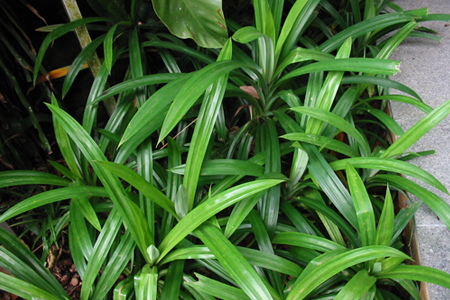 Pandanus-amaryllifolius